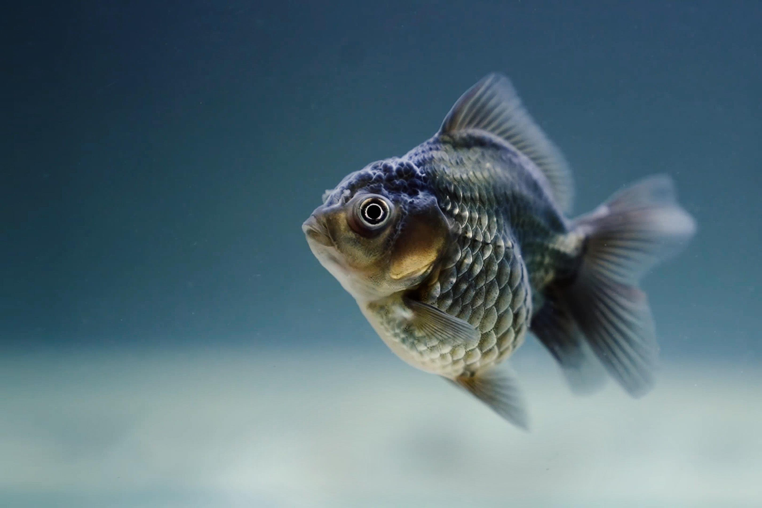 pesce